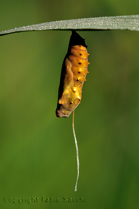 Crisalide di nymphalidae,che specie?